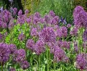 The annual Allium Extravaganza started in early May as thousands of alliums began to pop up all over the Castle&#39;s gardens.
