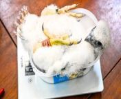 Four sweet peregrine falcon chicks which hatched at Worcester Cathedral are so tiny they are weighed in ICE CREAM tubs.&#60;br/&#62;&#60;br/&#62;The chicks, two male and two female, were officially ringed today (Mon) by the British Trust for Ornithology (BTO). &#60;br/&#62;&#60;br/&#62;They also had their wingspans measured before being added to the national database for future identification. &#60;br/&#62;&#60;br/&#62;The chicks, which hatched in front of 350,000 people watching online last month, are so small staff put them in ice cream tubs on the scales.