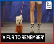A fashion show for animal lovers &#60;br/&#62;&#60;br/&#62;Animal lovers gather in Shanghai to watch a pet fashion show featuring four-legged models in miniature garments.&#60;br/&#62;&#60;br/&#62;Video by AFP&#60;br/&#62;&#60;br/&#62;&#60;br/&#62;Subscribe to The Manila Times Channel - https://tmt.ph/YTSubscribe &#60;br/&#62; &#60;br/&#62;Visit our website at https://www.manilatimes.net &#60;br/&#62;&#60;br/&#62;Follow us: &#60;br/&#62;Facebook - https://tmt.ph/facebook &#60;br/&#62;Instagram - https://tmt.ph/instagram &#60;br/&#62;Twitter - https://tmt.ph/twitter &#60;br/&#62;DailyMotion - https://tmt.ph/dailymotion &#60;br/&#62; &#60;br/&#62;Subscribe to our Digital Edition - https://tmt.ph/digital &#60;br/&#62; &#60;br/&#62;Check out our Podcasts: &#60;br/&#62;Spotify - https://tmt.ph/spotify &#60;br/&#62;Apple Podcasts - https://tmt.ph/applepodcasts &#60;br/&#62;Amazon Music - https://tmt.ph/amazonmusic &#60;br/&#62;Deezer: https://tmt.ph/deezer &#60;br/&#62;Stitcher: https://tmt.ph/stitcher&#60;br/&#62;Tune In: https://tmt.ph/tunein&#60;br/&#62; &#60;br/&#62;#TheManilaTimes&#60;br/&#62;#tmtnews &#60;br/&#62;#dogs &#60;br/&#62;#shanghai