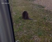 Footage shows a rare glimpse of a beaver in Sandwich Bay.