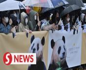 Thousands of well-wishers gathered Wednesday (April 3) to bid farewell to Fu Bao, the first giant panda born in South Korea.&#60;br/&#62;&#60;br/&#62;Read more at https://tinyurl.com/2rcapj49&#60;br/&#62;&#60;br/&#62;WATCH MORE: https://thestartv.com/c/news&#60;br/&#62;SUBSCRIBE: https://cutt.ly/TheStar&#60;br/&#62;LIKE: https://fb.com/TheStarOnline
