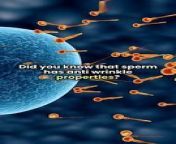 Insane sperm fact ! from sperm le