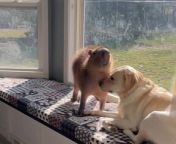 Marlee, the 5-year-old Labrador, and Jeorge, the capybara, loved each other&#39;s company. Jeorge perched on the nook to spend his time with his dog best friend, Marlee.