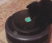 This kitten playfully rode on the Roomba, the robot vacuum cleaner that whirred around the floor.&#60;br/&#62;&#60;br/&#62;The kitten&#39;s joy was palpable as it rode along, feeling the gentle hum beneath its paws, turning what could have been a mundane chore into a delightful adventure.&#60;br/&#62;&#60;br/&#62;As the Roomba continued its circular dance across the floor, the kitten sat perched atop it like a tiny explorer on a grand voyage. Its whiskers twitched with excitement.&#60;br/&#62;&#60;br/&#62;With each pass, the kitten&#39;s playful antics brought a smile to the faces of its human companions, who couldn&#39;t help but marvel at the sheer delight radiating from their furry friend. &#60;br/&#62;Location: Watsontown, United States &#60;br/&#62;WooGlobe Ref : WGA965119&#60;br/&#62;For licensing and to use this video, please email licensing@wooglobe.com