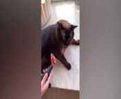 Get ready for a feline frenzy of purrfectly hilarious moments! This epic compilation showcases cats at their absolute funniest